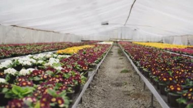 Çiçekler sera 4k renkli çeşitleri görünümünü