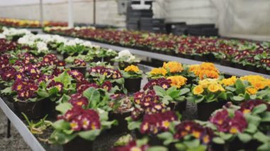 Sera 4 k renkli viola görünümünü kapat