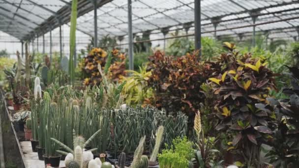 Blick auf verschiedene Arten von Setzlingen im Gewächshaus 4k — Stockvideo