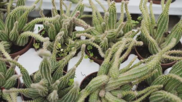 View of cactuses for seedling in greenhouse 4K — Stock Video