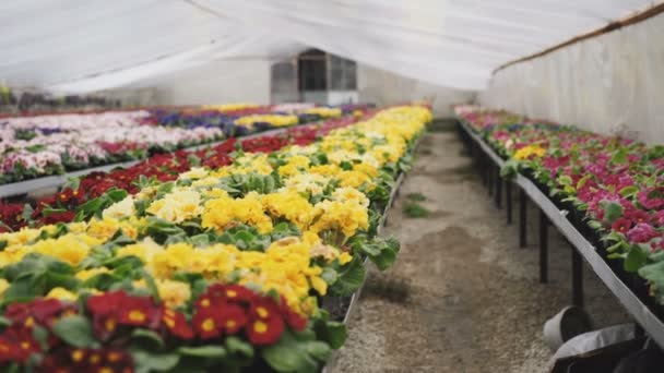 Vista de diferentes tipos de flores de colores en invernadero 4K — Vídeo de stock