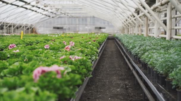 Beskåda Många Petunia Plantan Växthuset — Stockvideo