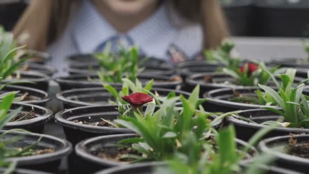 Female hand touches growing flowerpots. Slowly — Stock Video