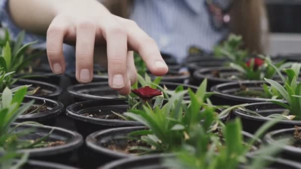 Mão feminina toca vasos de plantas em crescimento. Devagar. — Vídeo de Stock