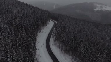 kış orman qerial görünümü. 4k