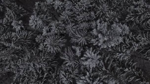 Luchtfoto beelden van de winter sneeuw naaldhout kerst bos — Stockvideo