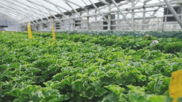 Cultivando hierbas y flores en el invernadero. 4K — Vídeos de Stock