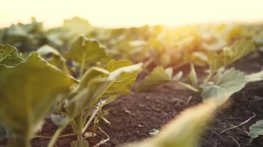 Gün batımında yeşil yaprakları büyüyen bir alan görünümü. 4k