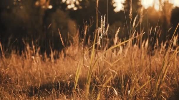 Близький погляд на дикий степ через золоті вуха і траву на сонці блимає — стокове відео