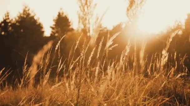 Luz quente do sol do verão brilhando através do campo de grama selvagem — Vídeo de Stock