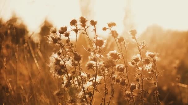 Vista cercana de la estepa salvaje a través de cardo dorado en parpadeos de sol — Vídeos de Stock
