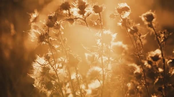 Nahsicht auf wilde Steppe durch goldene Distel auf Sonnenflecken — Stockvideo