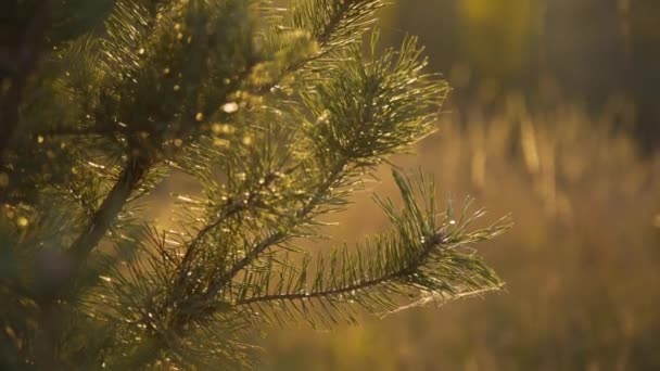 Близкий вид ветвей иголок на фоне дикой степи — стоковое видео