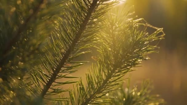 Dichte mening van naalden takken op wilde zonnige steppe achtergrond — Stockvideo