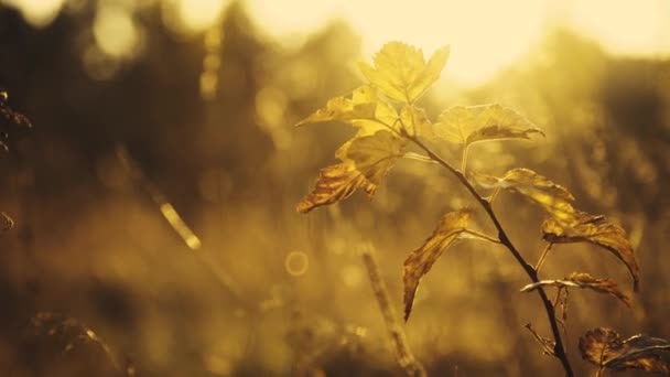 透过灌木和草的枝条在阳光下闪烁的野生草原的近景 — 图库视频影像