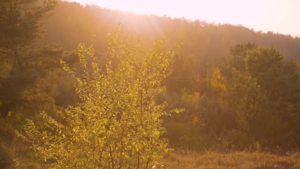 Вид на дикий степ, дерева в лісі на сонці блимає — стокове відео