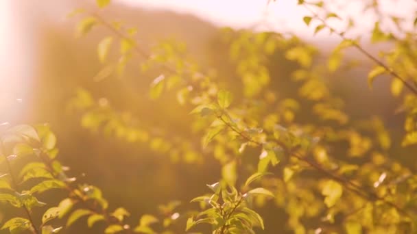 Kilátás a vad sztyepp, fák erdei a nap villog — Stock videók