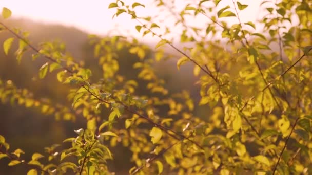 Vue de la steppe sauvage, arbres en forêt sur le soleil clignote — Video