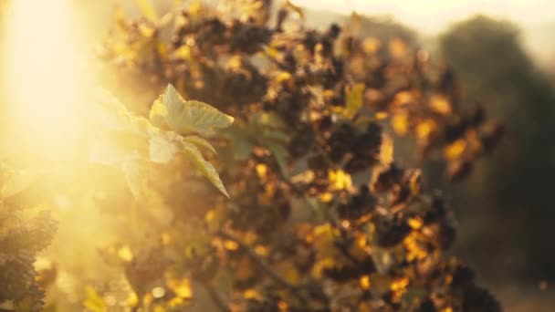 Vista di cespugli fioriscono a lampeggia di sole — Video Stock