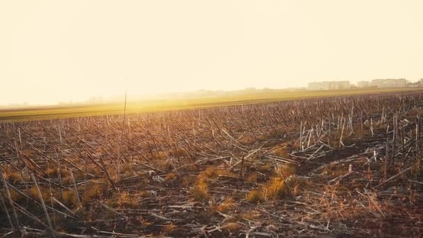 Vue des restes de tournesol après la récolte. Couper les tiges dans le champ — Video