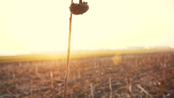 一个破碎的向日葵在田间农业。刮风的夏日 — 图库视频影像