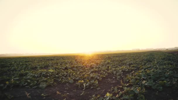 Utsikt över ett fält med växande gröna blad av våldtäkt vid solnedgången. 4k — Stockvideo