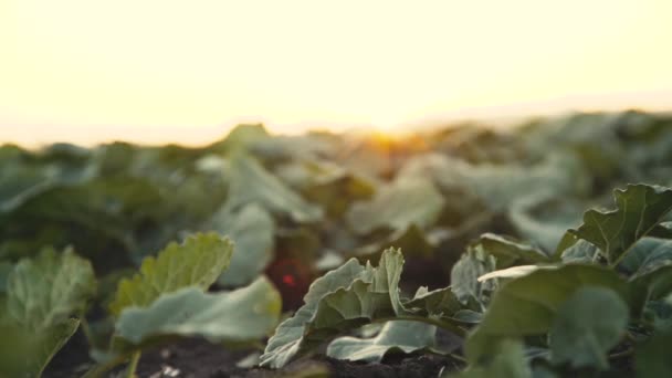 Vista cercana de un campo con cosecha verde en crecimiento. 4K — Vídeos de Stock