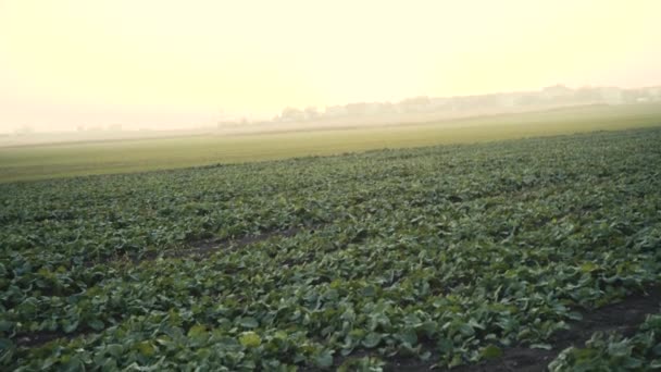 View of a field with growing green harvest of rape. 4K — Stock Video