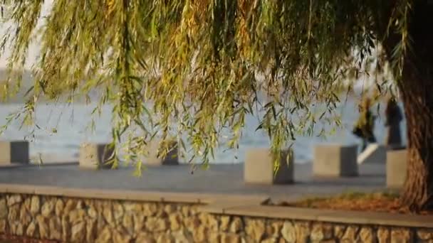Ansicht von Weiden beweglichen Zweigen auf Teich Hintergrund — Stockvideo