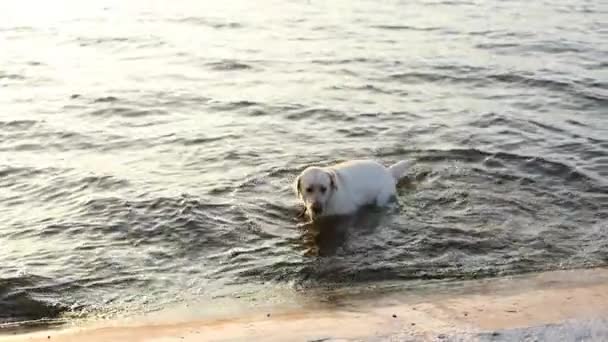 Собака плавает в озере и выходит на набережную — стоковое видео