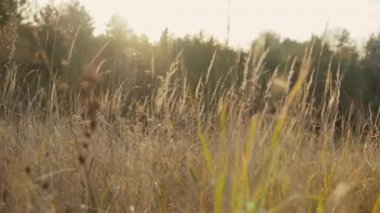 Rüzgar, bahar güneşli bir günde bozkır sallanan buğday genç kulakları