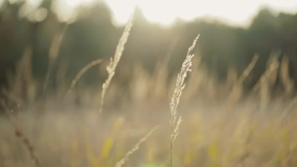 Rozmazané pozadí divokých stepi s větrnou trávou — Stock video