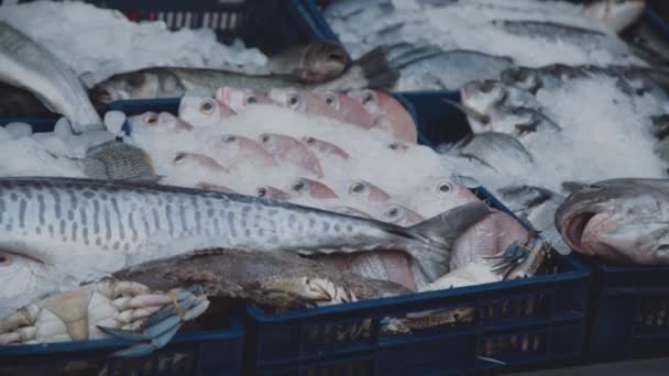 Uitzicht op verschillende soorten vissen liggend op ijs in de marktkraam. 4k — Stockvideo