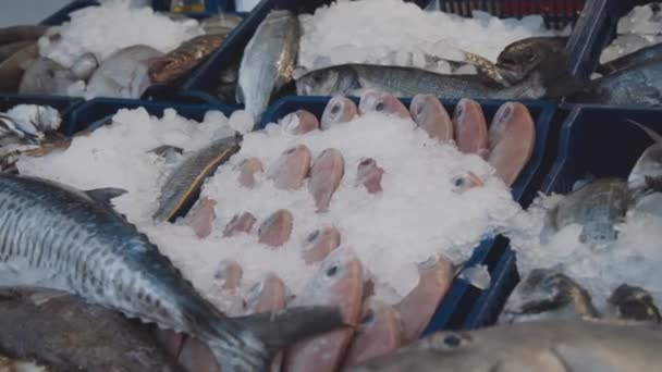 Vista de los diferentes tipos de peces que yacen en el hielo en el puesto de mercado. 4K — Vídeo de stock