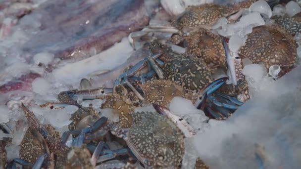 Vue sur des crabes et pieuvres colorés gisant dans la glace sur le stand du marché. 4K — Video