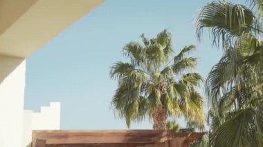 Güneşli arka planda sallanan yeşil yapraklı palmiye ağaçlarının görüntüsü