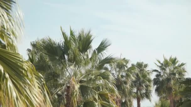 Вид на пальми з хвилястим зеленим листям на фоні сонячного неба — стокове відео