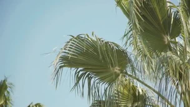 Κάτοψη φοινικόδεντρων με κυματιστά πράσινα φύλλα σε ηλιόλουστο φόντο του ουρανού — Αρχείο Βίντεο