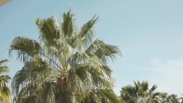 Άποψη των φοινίκων με κυματιστά πράσινα φύλλα σε ηλιόλουστο φόντο του ουρανού — Αρχείο Βίντεο
