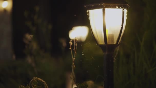 Blick auf Nacht Outdoor-Laterne mit fliegenden Fliegen darauf — Stockvideo