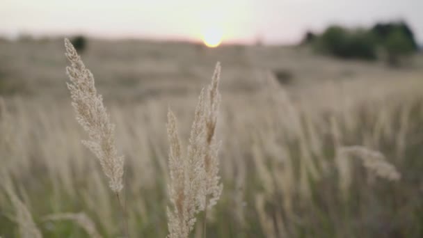 Vista cercana de orejas de hierba que soplan silvestres en la hermosa puesta de sol — Vídeos de Stock