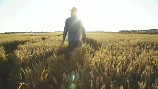 Jonge boer loopt over het tarweveld en kijkt rond bij zonsondergang — Stockvideo