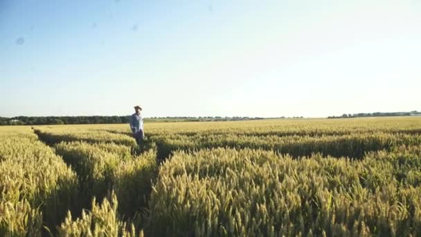 Νεαρός αγρότης περπατά στο χωράφι με το σιτάρι και κοιτάζει γύρω στο ηλιοβασίλεμα. 4K — Αρχείο Βίντεο