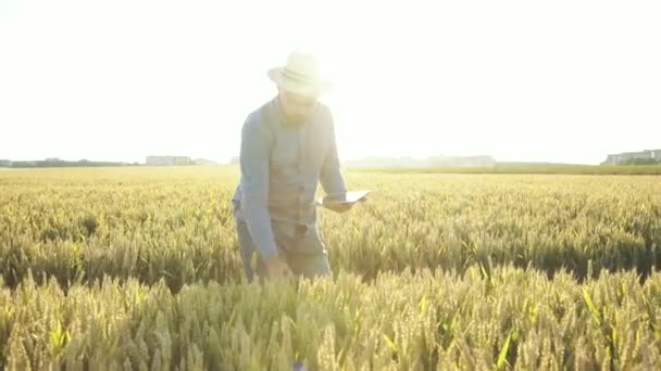 Jovem agricultor verificando as espigas de trigo no campo no pôr do sol deslumbrante — Vídeo de Stock