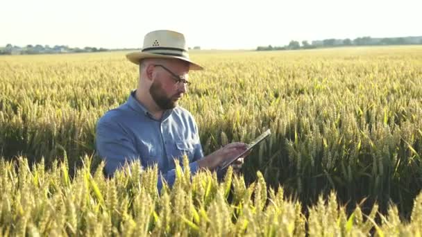 Genç çiftçi gün batımında tablet kullanarak tarladaki buğday kulaklarını kontrol ediyor. 4K — Stok video