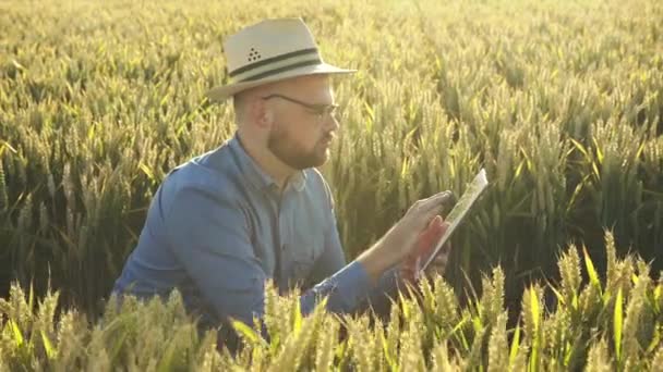 Jovem agricultor a verificar as espigas de trigo no campo usando comprimido ao pôr do sol. 4K — Vídeo de Stock