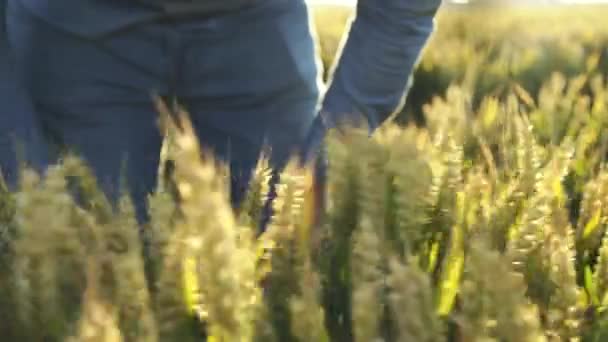 Vista próxima de agricultores mãos acaricia espessas orelhas de trigo no campo — Vídeo de Stock