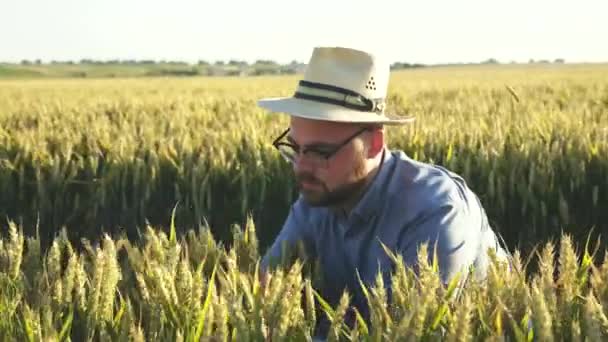Feliz agricultor comprueba espesas espigas de trigo en el campo y se regocija en el campo — Vídeos de Stock