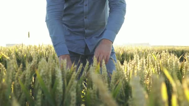 Feliz agricultor comprueba espesas espigas de trigo en el campo y se regocija en el campo — Vídeos de Stock