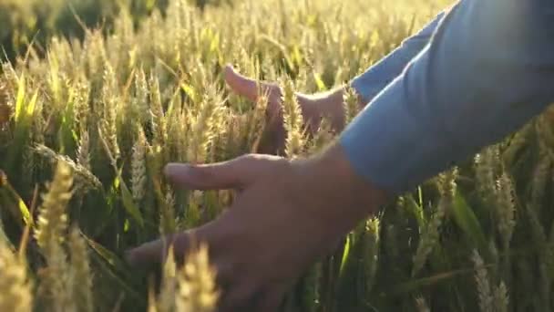 Vista cercana de los agricultores manos capturas espesas espigas de trigo en el campo — Vídeos de Stock